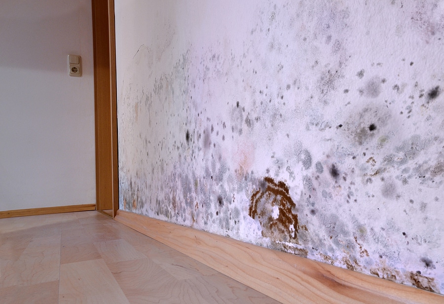 DIY vs. Professional Water Damage Restoration